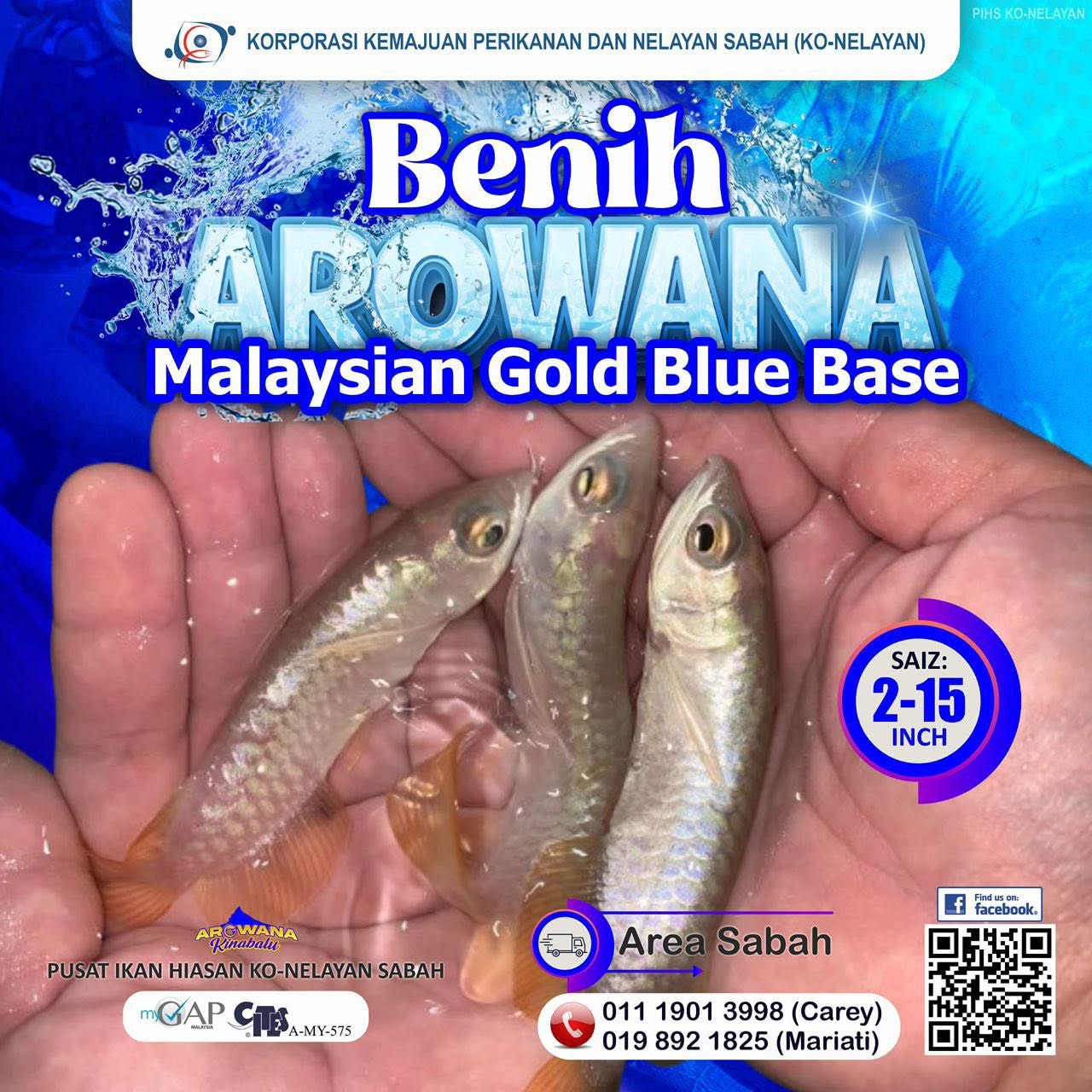 Hebahan Benih Arowana Malaysian Gold Blue Base & Tilapia Merah